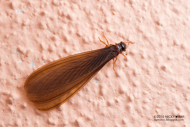 Winged termite (Isoptera) - DSC_4667