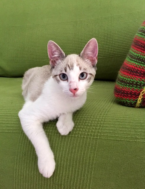 Newman, gatito siamés tabby de ojazos azul cielo esterilizado, nacido en Marzo´15, en adopción. Valencia. ADOPTADO. 19691271742_bfe9d2bd32_z