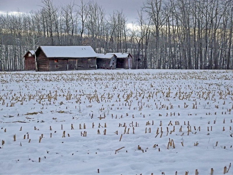 Barrhead Pasture 2 and old barn