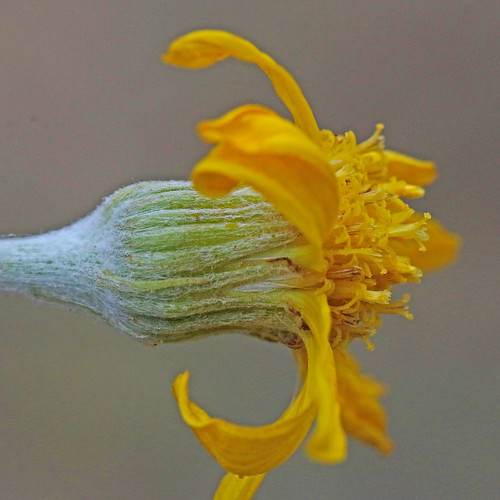 flower nm wildflower asteraceae senecio 2015 groundsel asterales asterids grantco signalpeakroad senecioactinella solitarygroundsel