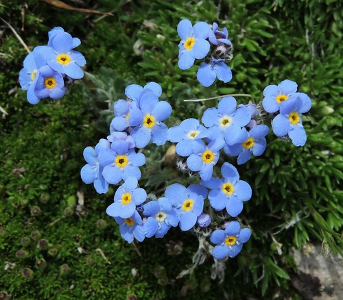alpineforgetmenots eritrichiumnanum