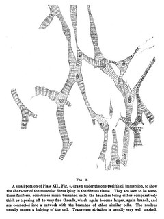 Fig. 2 from A.F. Stanley Kent, 'Researches on the Structure and Function of the Mammalian Heart', Journal of Physiology 14 (4-5) (1893), pp. 233-254.