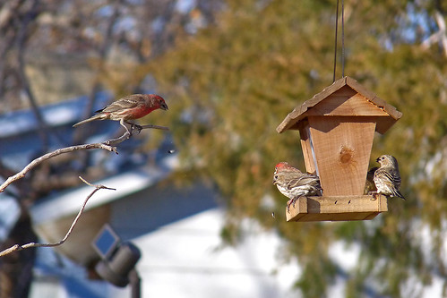birds birding housefinch