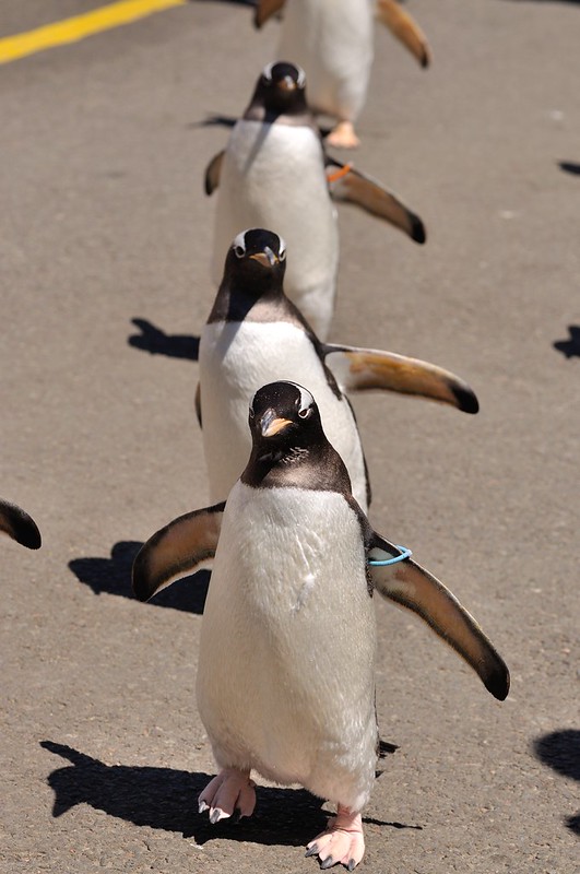 Penguin Parade