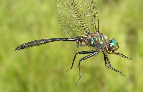 insect dragonfly emerald odonata anisoptera corduliidae brushtippedemerald somatochlorawalshii