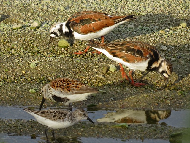 Ruddy Turnstone, Dunlin, and Semipalmated Sandpiper at the El Paso Sewage Treatment Center in Woodford County, IL