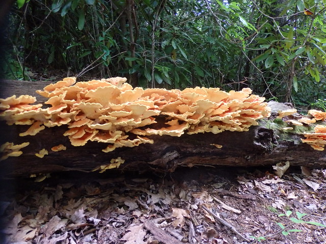 Chicken mushrooms (Laetiporus sulphureus) Linville Gorge