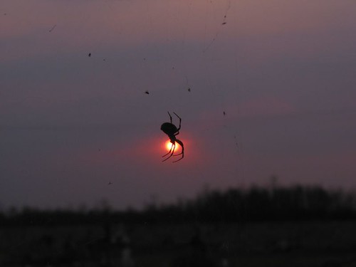 sunset sun sol méxico mexico atardecer spider dof bokeh web araña pdc telaraña pdk suno meksiko tepetlaoxtoc noktiĝo araneo
