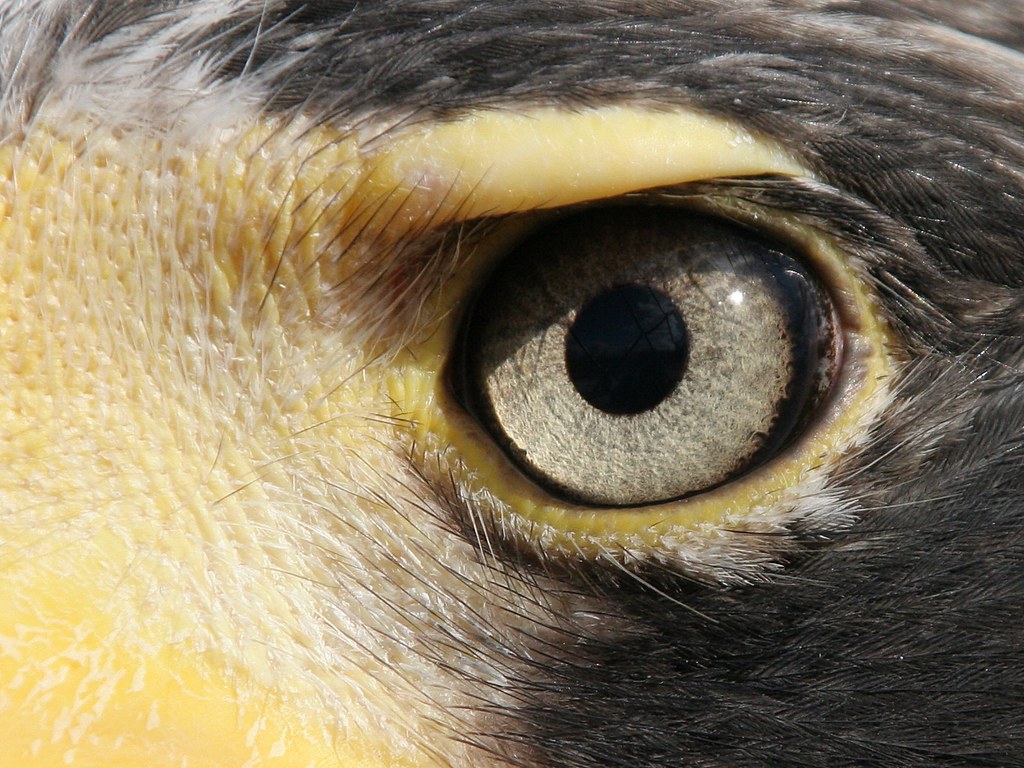 Глаз орла фото