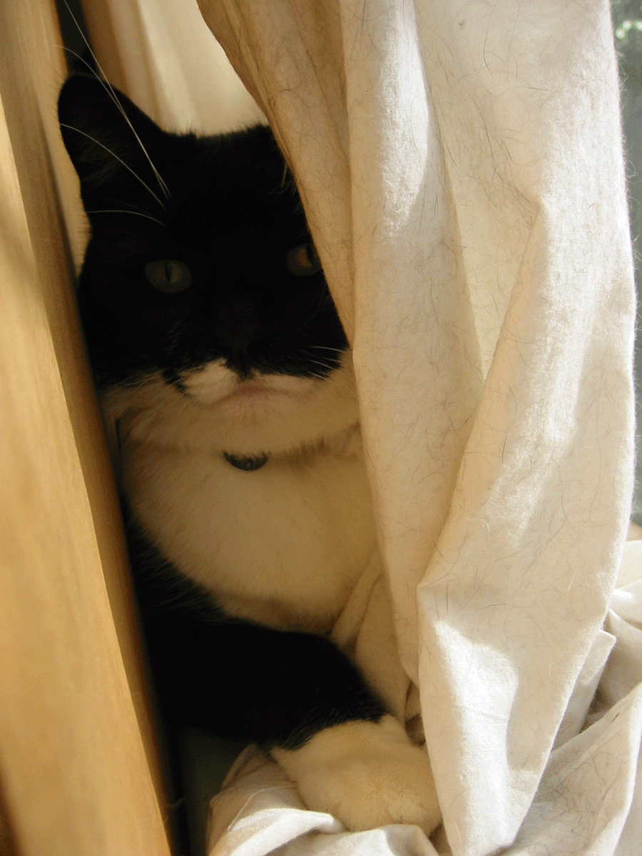 In a favourite hiding spot (in the curtains)