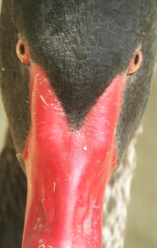 red black bird zoo featheryfriday
