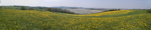 panorama nature geotagged natur gelb kirschblüte travelswithsylke geolat50940314154893 geolon1379783684478 wittgensdorf