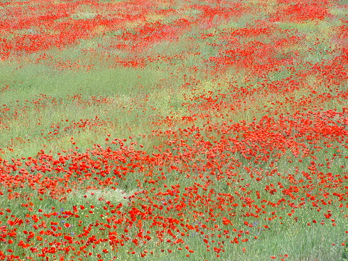 paisajes naturaleza flores verde primavera 1 rojo explore mbd melian views500 sonycybershotdscf707 blackribonicon montsebuendía