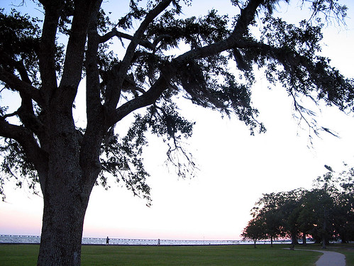 trees sunset sky lake grass louisiana ground lakefront pontchartrain