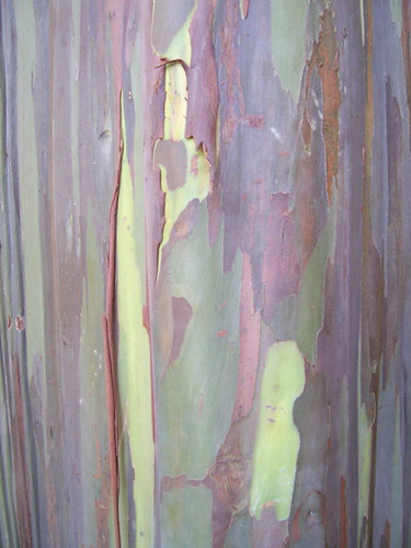 Eucalyptus bark