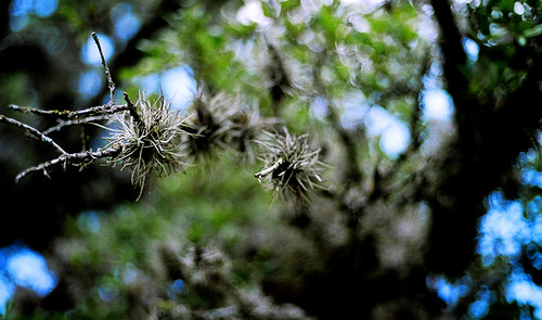 trees nature landscape outside moss eyes bokehsonicejuly bokehsonicejuly21 canon50mm118