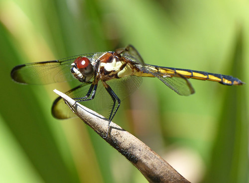 macro nature animal closeup bug insect florida dragonfly critter wildlife insects critters odonata othercritters macrodragonfly closeupdragonfly floridadragonfly usspecies