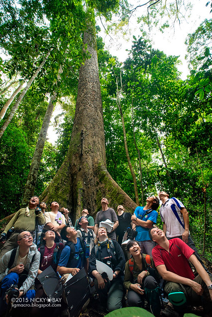 World's tallest tropical tree (Shorea faguetiana) - DSC_4878