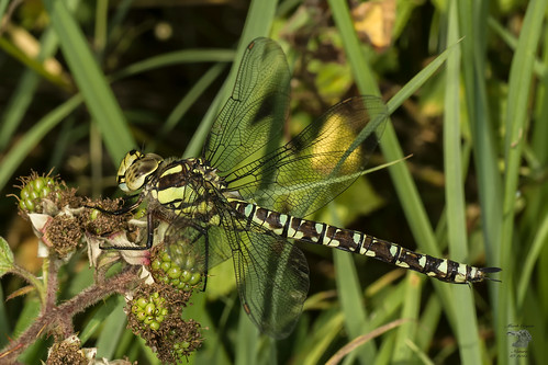 nature dragonfly wildlife sony insects northumberland tamron tamron90mm rothbury aeshnacyanea southernhawker caistron sonya77