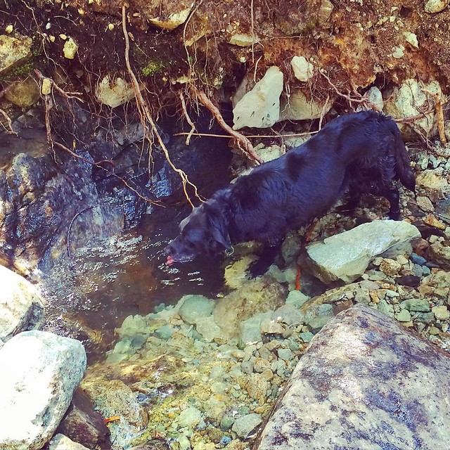 Maggie sipping water from a glacier-cold pool...yum 💦