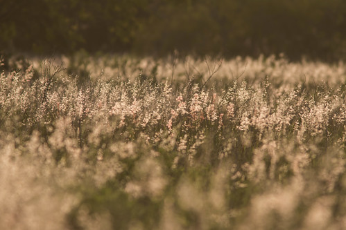 grass contraluz pasto grama backlit sunlit hierba zacate