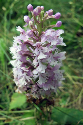 orchid nature purple july manitoba tiny fringed wildflower rare buffalopoint 2015 platantherapsycodes smallpurplefringedorchid