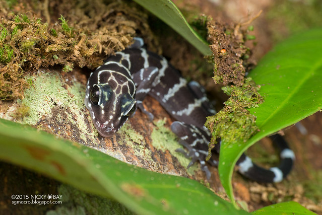 Bent-toed gecko (Cyrtodactylus sp.) - DSC_5607