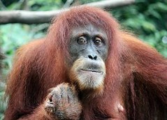 婆羅洲猩猩