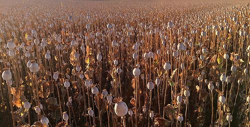 france art field photo topf75 jonathan harvest charles poppy opium charente siecq