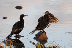 Little black cormorants drying out, Marlgu Billabong, Parrys Lagoon CR8B7550
