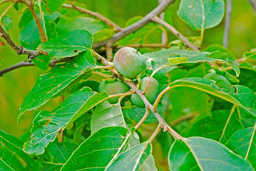 080722 2008 asterids commonpersimmon diospyros diospyrosvirginiana ebenaceae ericales il jasperco newtonlake persimmon fruit tree