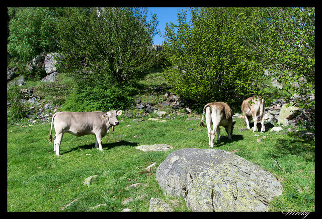 Vacas en Parque Nacional de Aigüestortes y Lago de San Mauricio