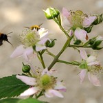 Hummel sammelt Honig an einer Brombeerblüte