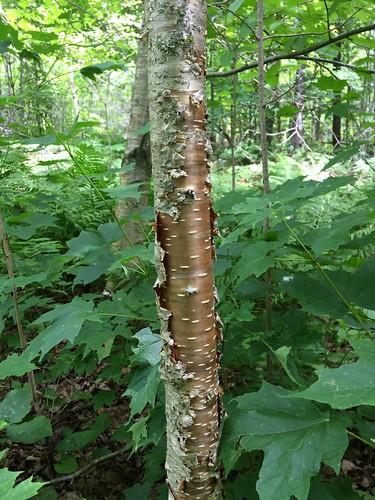 trees minnesota bark species dendrology yellowbirch treeid betulapennsylvanica