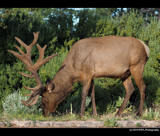 Elk (Cervus canadensis)