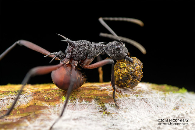 Ant (Polyrhachis armata) - DSC_5590