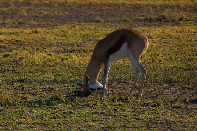 Head-rubbing springbok