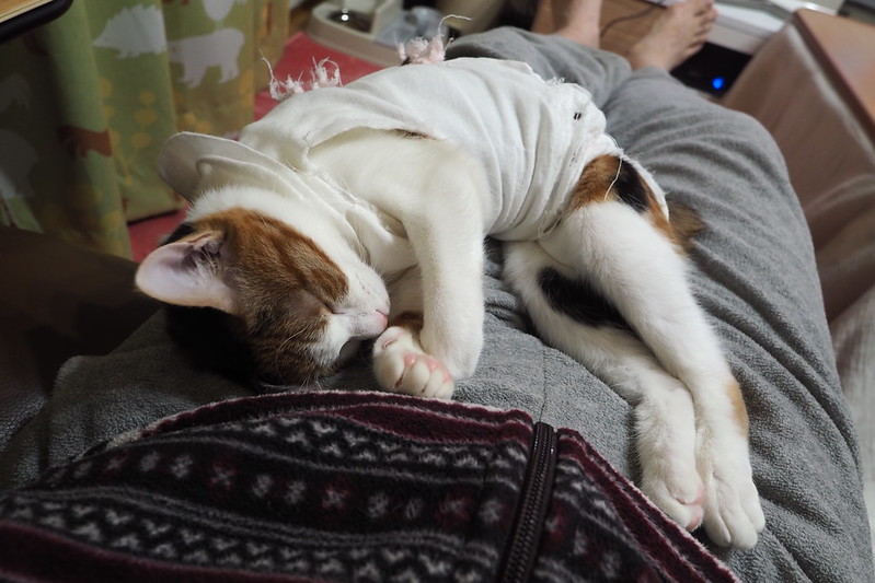 うちの小豆さん106日目熟睡する猫。