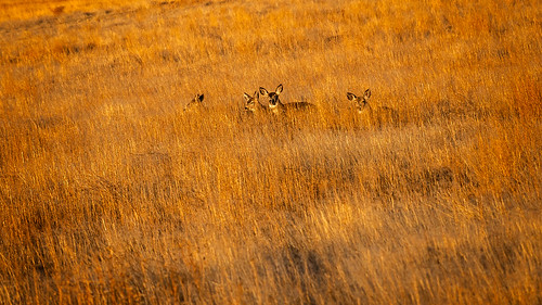 rockymountainarsenal wildlife winter colorado outdoors whitetaildeer deer landscape places prairie denver unitedstates us