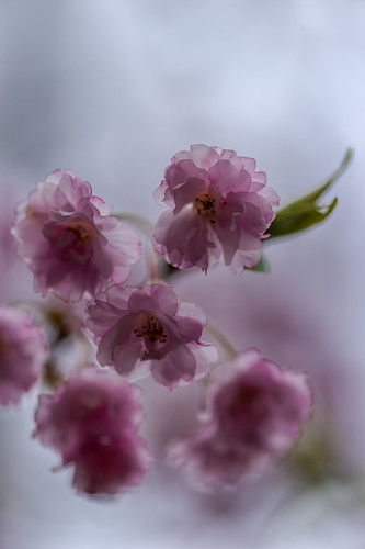 jp 桜 日本 cherryblossoms 木 八重桜 広島県 世羅郡 世良甲山ふれあいの里