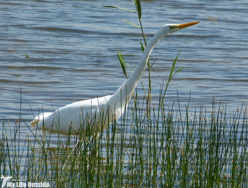 P1130916 - Great White Egret, Kenfig NNR