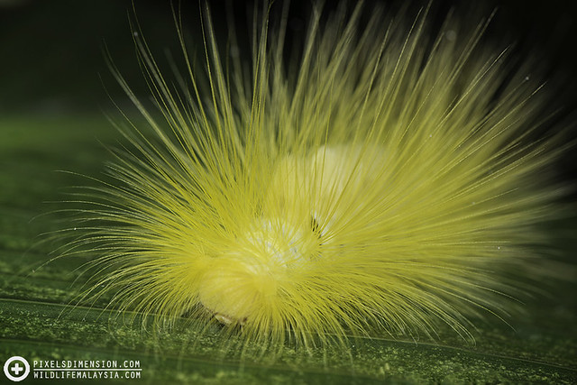 Yellow caterpillar