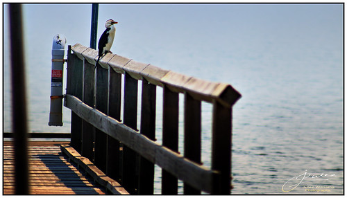 outdoor pageborder smoke jetty bird cormorant newsouthwales portstephens australia water
