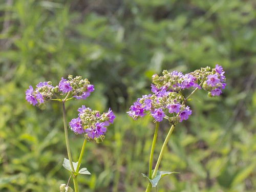 ohio flower wildflower fouroclock lucascounty maumeestateforest