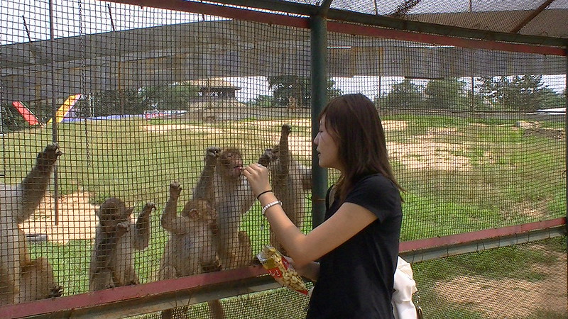 A visitor feeds orangutans using plastic bag at Qinhuangdao safari park, August 2010