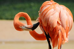 Figure 8 Flamingo