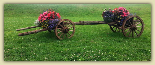 flowers italy cortina nature grass montagne landscape italia natura carro fiori prato paesaggio barrow belluno ampezzo veneto cadore mounyain cadindisotto