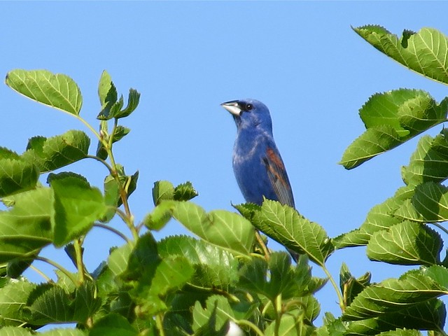 Blue Grosbeak at Evergreen Lake in Woodford County, IL 04