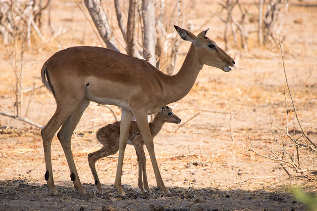 Newborn impala