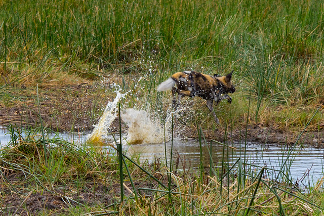 Wild dogs crossing a channel